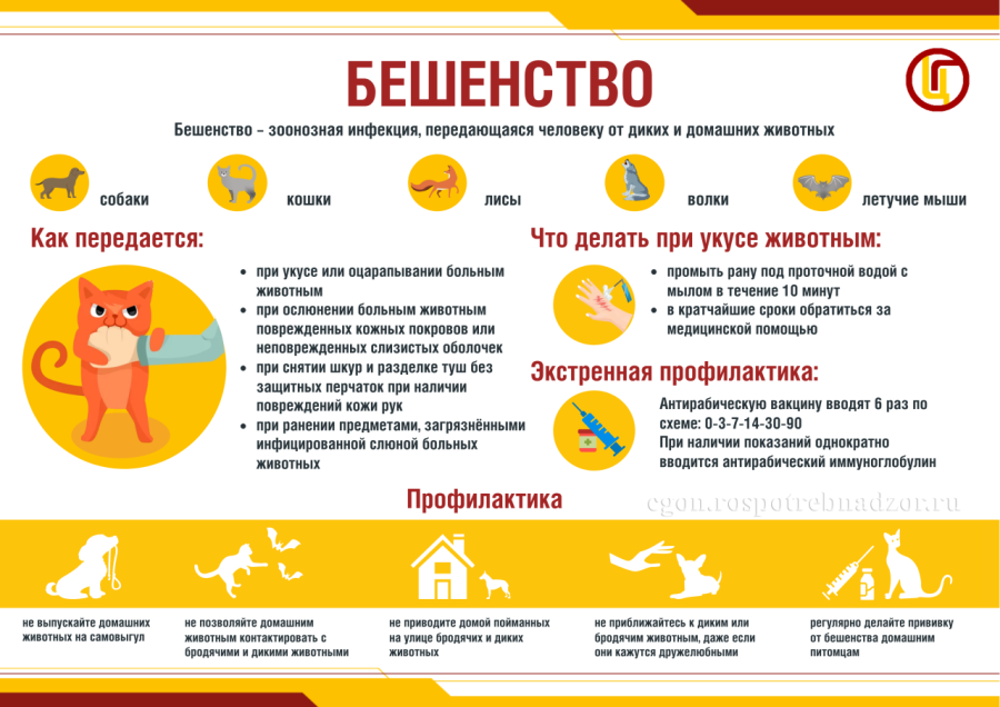 Что такое зоонозные инфекции?
